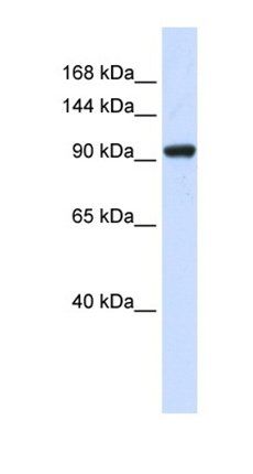 SCAND3 antibody