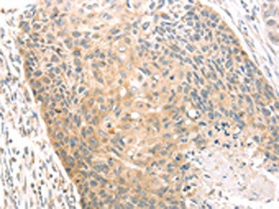 SCAP Antibody