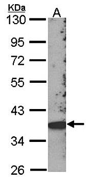 SCAP2 antibody