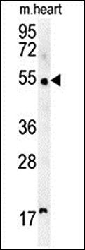 SCAR5 antibody