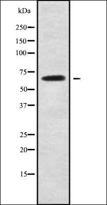 SCARA3 antibody