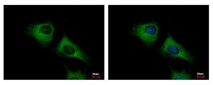 SCARA3 antibody [N2C2], Internal