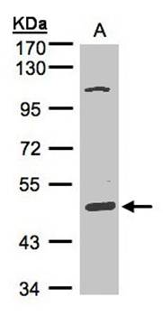 SCARA3 antibody