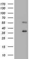 SCARB1 Antibody