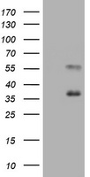 SCARB1 antibody