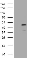 SCARB1 Antibody