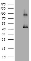 SCARB1 Antibody