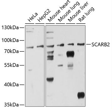 SCARB2 antibody