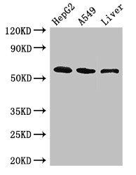 SCARB2 Antibody