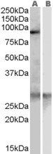Goat anti-SCARF1 / SREC Antibody