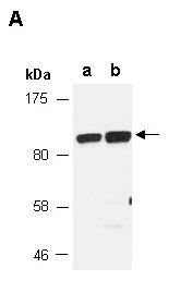 SCARF1 (M) Antibody, Rabbit Polyclonal