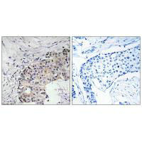 SCARF2 Antibody