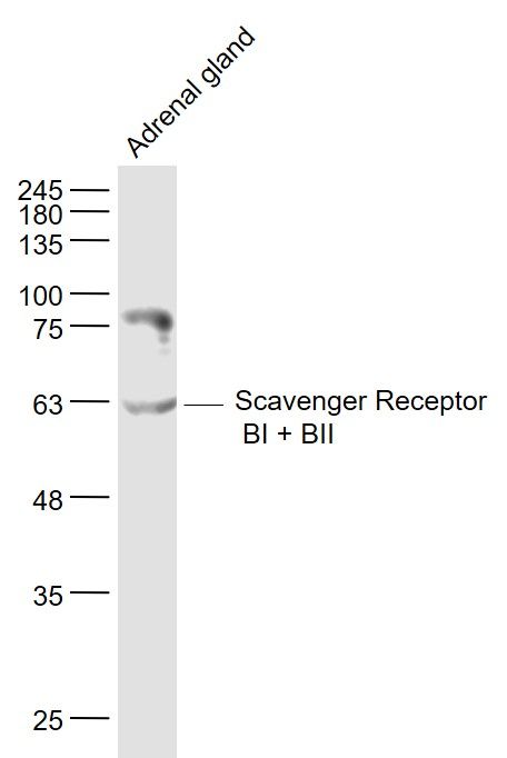 Scavenger Receptor BI + BII antibody