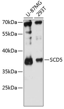 SCD5 antibody