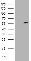 SCF (KITLG) antibody