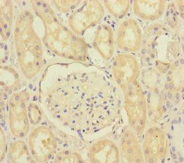 SCFD1 antibody