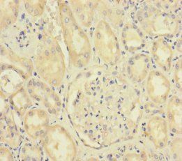 SCFD1 Antibody