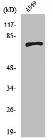 SCFD1 Antibody