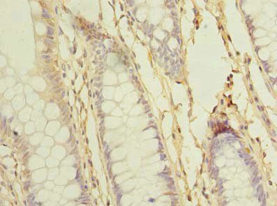 SCFD2 Antibody