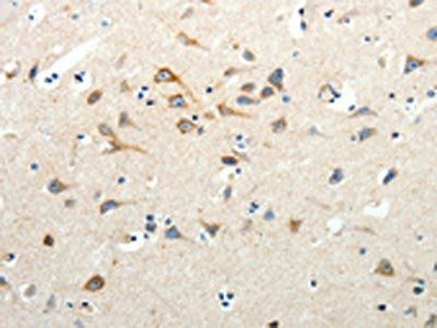 SCG3 Antibody