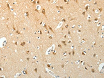 SCG3 Antibody