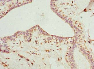 SCGB2A2 antibody