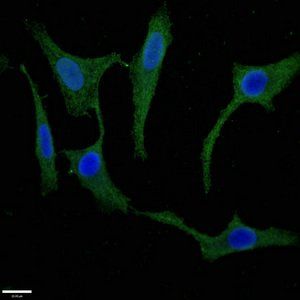 SCGN antibody