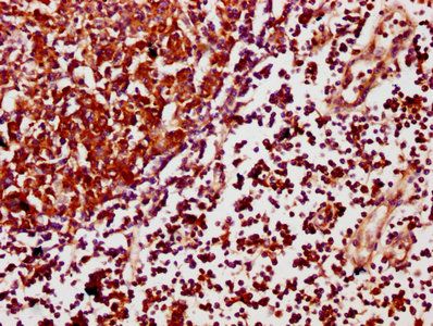 SCIMP antibody