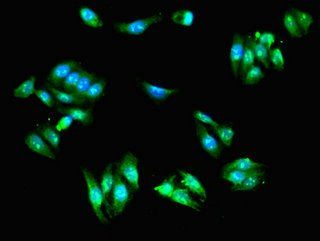 SCIN antibody