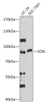 SCIN antibody