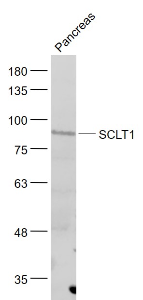 SCLT1 antibody
