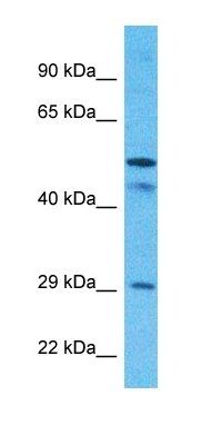 SCMC1 antibody