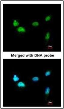 SCMH1 antibody [N1N3]