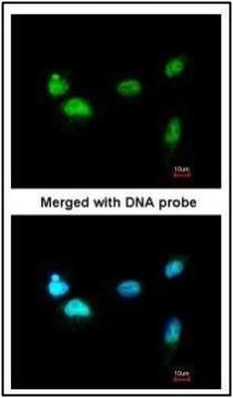 SCMH1 antibody