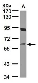 SCMH1 antibody