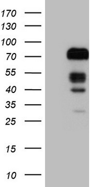 SCML2 antibody