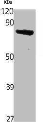SCML2 Antibody