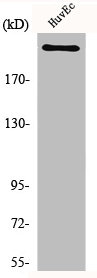 SCN1A antibody