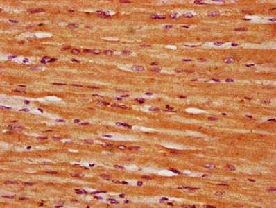SCN1B Antibody