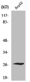 SCN4B antibody