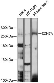 SCN7A antibody