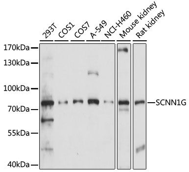SCNN1G antibody