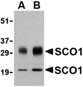 SCO1 Antibody