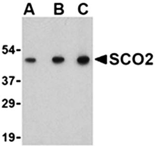 SCO2 Antibody