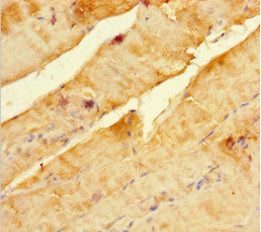 SCOC Antibody