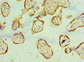 SCP2 Antibody