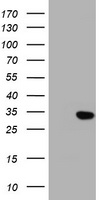 Scramblase 1 (PLSCR1) antibody
