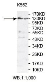 Anti-PLEKHG3 Antibody