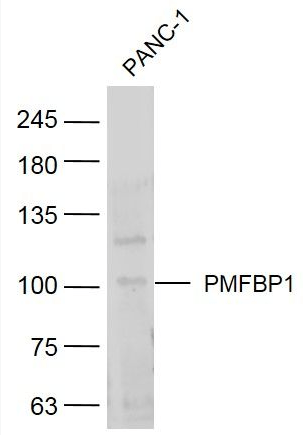 PMFBP1 antibody