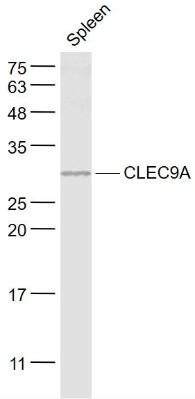 CLEC9A antibody